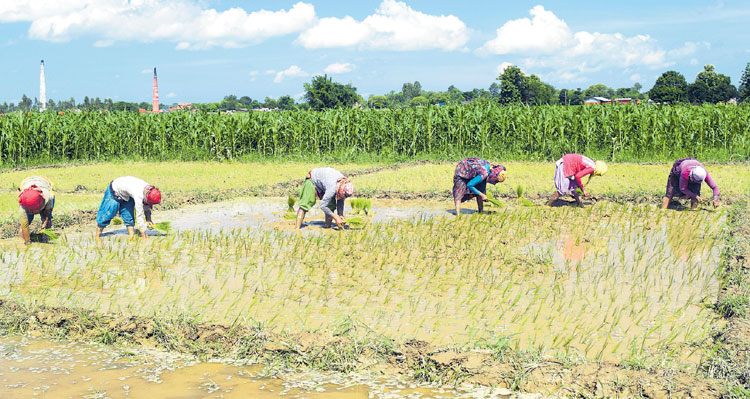 आज असार १५, राष्ट्रिय धान दिवस तथा दहि चिउरा खाने दिन