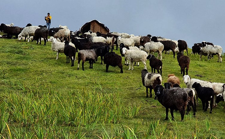 जुम्लाका २३० भेँडापालक किसानलाई गोठालो भत्ता