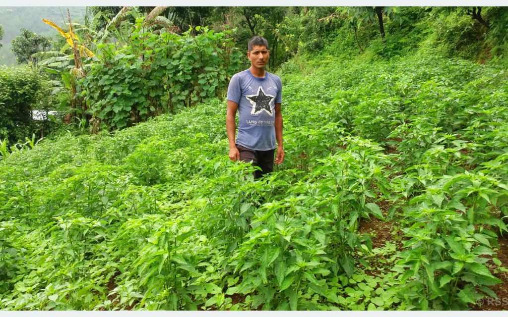 दूध र तरकारी बेचेर मासिक एक लाख आम्दानी