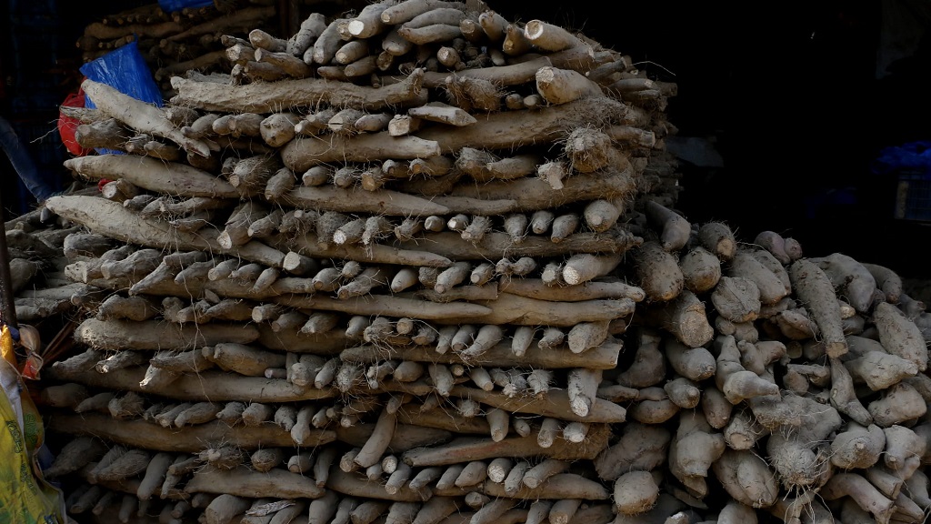 बाहुनडाँगीमा चौथो अन्तर्राष्ट्रिय तरुल महोत्सव हुँदै