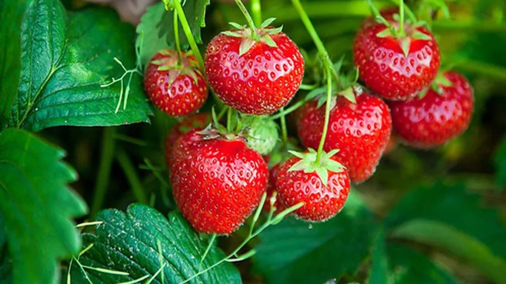 स्ट्रबेरी खेतीबाट वार्षिक ३० लाख आम्दानी
