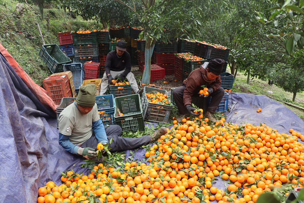 म्याग्दीको एक गाउँपालिकाबाट करिब चार करोडको सुन्तला बिक्री