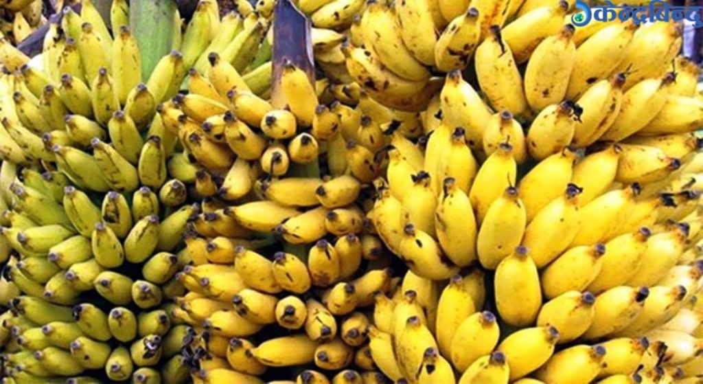 उपभोक्ताले महँगोमा केरा किन्नुपर्ने, किसानको लागत समेत नउठ्ने