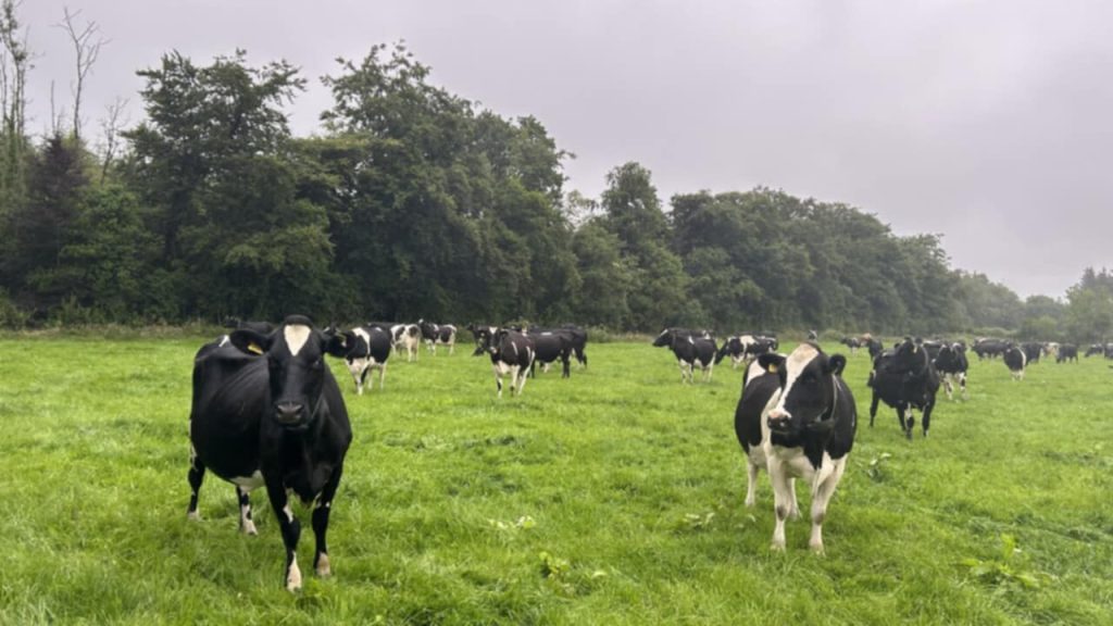 नेपालमै पहिलो पटक गाईकाे दूध बीमा योजना सुरु