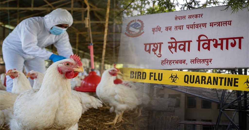 काठमाडाैंसहित ११ जिल्लामा फैलियो बर्डफ्लु