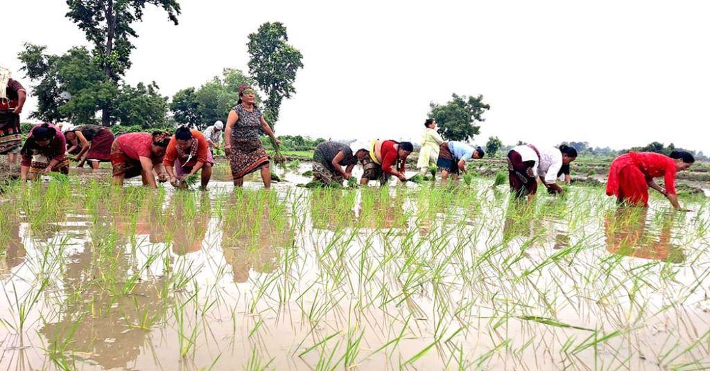 देशभर रोपाईं गरेर २३औँ धान दिवस मनाइँदै