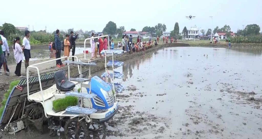 ड्रोन मार्फत मल छरेर मेसिन मार्फत रोपियो धान