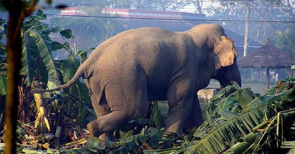 जङ्गली हात्तीले उदयपुरमा ६ घर भत्कायो